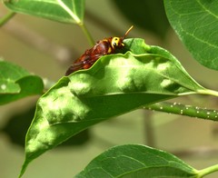 Scolia picteti