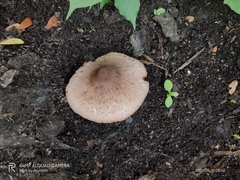 Fungi