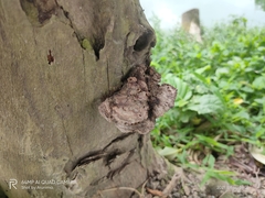 Fungi