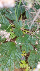 Arctopus monacanthus
