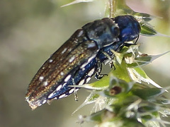 Agrilus walsinghami