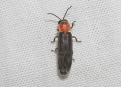 Photinus stellaris
