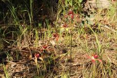 Caladenia decora