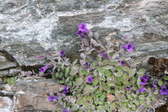 Campanula argyrotricha