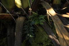 Asplenium aethiopicum