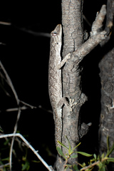 Strophurus krisalys