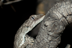 Strophurus krisalys