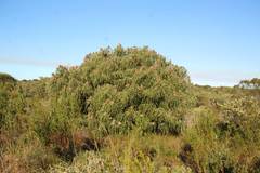 Banksia speciosa