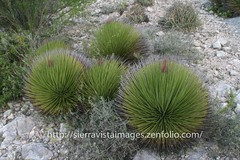 Agave striata striata