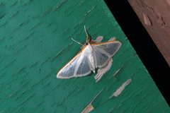 Palpita vitrealis