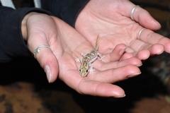 Lucasium steindachneri