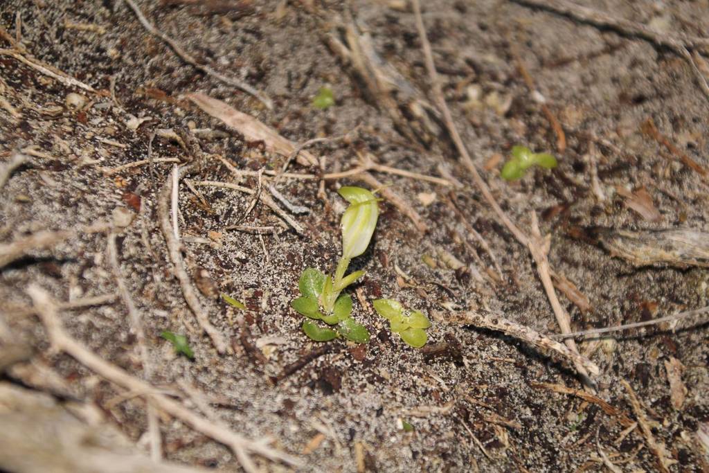 Pterostylis lortensis