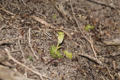 Pterostylis lortensis