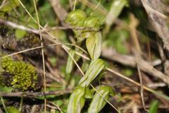 Pterostylis lortensis