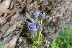 Delphinium nepalense