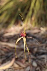 Caladenia heberleana