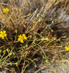 Deinandra pentactis