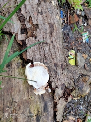 Fungi