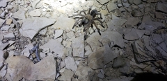 Aphonopelma gabeli