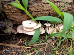 Fungi