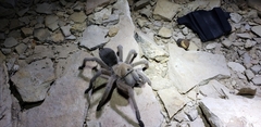 Aphonopelma gabeli