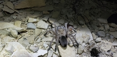 Aphonopelma gabeli