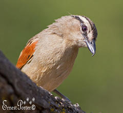 Tchagra australis australis