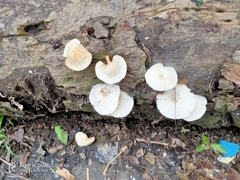 Fungi