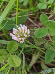 Trifolium fragiferum