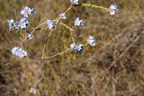 Image of Philotheca Nodiflora (Philotheca nodiflora) by (c) Em Lamond, some rights reserved (CC BY)