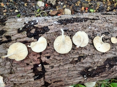 Fungi