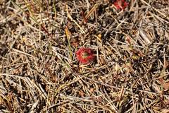 Drosera trichocaulis