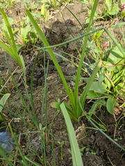 Sparganium erectum