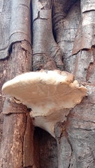 Fungi