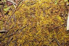 Thuidiopsis sparsa