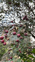 Crataegus monogyna
