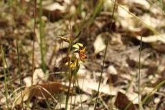 Diuris laxiflora