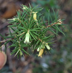 Leptecophylla divaricata