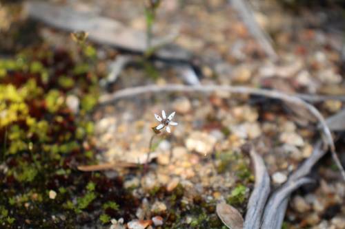 Wurmbea sinora (Wurmbea sinora)