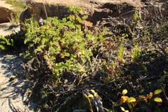 Diuris conspicillata