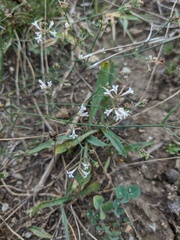 Asperula tenella