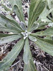 Artemisia lagocephala