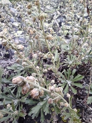 Artemisia lagocephala