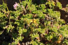 Diuris conspicillata