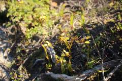 Diuris conspicillata