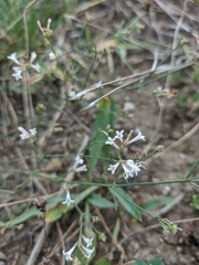 Asperula tenella