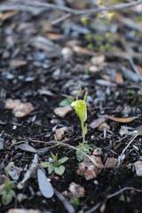 Pterostylis lortensis