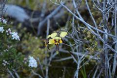 Diuris conspicillata