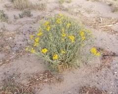 Psilostrophe gnaphalodes