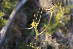 Caladenia exstans